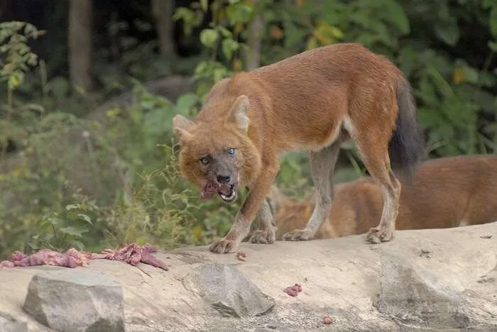 Phnom Tamao Wildlife Rescue